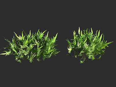 Ground Cover Plants With Lush Green Leaves For Garden Landscape Design 3d model