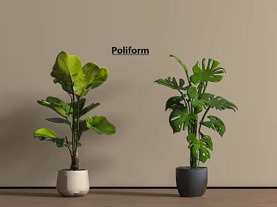 Poliform Indoor Potted Large Leaf Tropical Plant and Monstera in Pots on Wooden Floor 3d model
