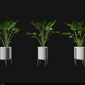 Three Green Plants in White Pots with Metal Stands on Dark Background