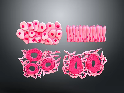 Detailed Organ And Hair Structure With Microscopic Cells And Tissue Components 3d model