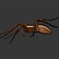 Brown Spider With Long Legs And Striped Body On Dark Background