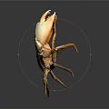 Isolated Realistic Orange Crab With Large Claws Standing In Detailed Pose On Dark Background