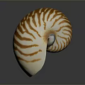 Nautilus Shell With Spiral Shape And Orange White Stripes On Dark Background 3d model