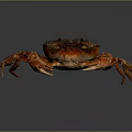 Close Up Of Crab Organs And Hair With Red Shell Claws And Legs