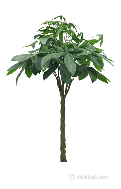 Single Healthy Arbor Tree With Lush Green Leaves And Sturdy Woody Trunk 3d model 