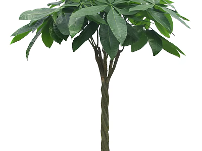 Single Healthy Arbor Tree With Lush Green Leaves And Sturdy Woody Trunk 3d model