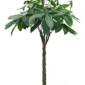 Single Healthy Arbor Tree With Lush Green Leaves And Sturdy Woody Trunk