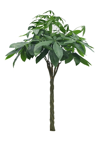 Green Plant 2D Plant Tree Silhouette 3d model