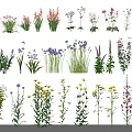 Assorted Colorful Garden Flowers And Herbs With Diverse Species And Foliage