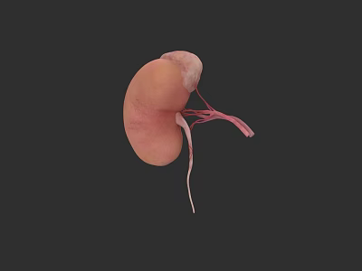 Abdominal Organs 3D Illustration of Human Kidney with Blood Vessels 3d model