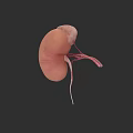 Abdominal Organs 3D Illustration of Human Kidney with Blood Vessels