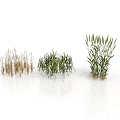 Various Types of Grass Clumps in Green and Brown for Landscaping Design Elements