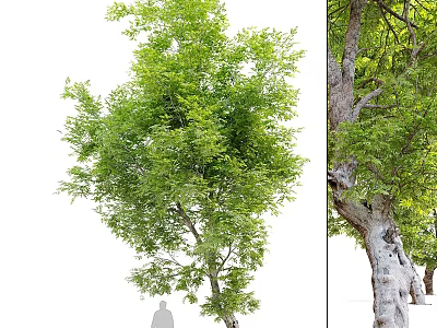 Lush Green Tree With Dense Foliage And Thick Trunk In Outdoor Landscape 3d model