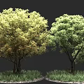 Lush Trees with Yellowish Green Orange and Green Leaves on Grass and Small Stones