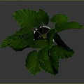 Leafy Green Plant With Large Leaves In White Pot On Dark Background
