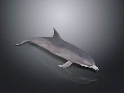 Realistic 3D Dolphin Model With Sleek Gray Body And Anatomical Details Against Gradient Background 3d model