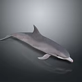 Realistic 3D Dolphin Model With Sleek Gray Body And Anatomical Details Against Gradient Background