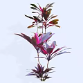 Lush Ornamental Shrubs with Vibrant Purple Red and Green Foliage for Garden Landscaping