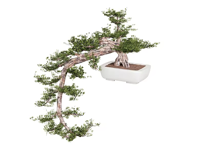 Bonsai Plant With Curved Trunk And Green Foliage In White Square Pot 3d model