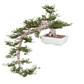 Bonsai Plant With Curved Trunk And Green Foliage In White Square Pot