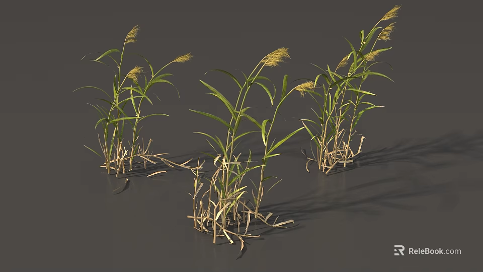 Grass Plants With Green Leaves And Yellow Spikes On Gray Background 3d model 