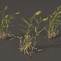 Grass Plants With Green Leaves And Yellow Spikes On Gray Background