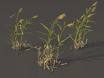 Grass Plants With Green Leaves And Yellow Spikes On Gray Background 3d model