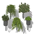 Indoor Wall Mounted Black Planters With Various Green Hanging Foliage Plants