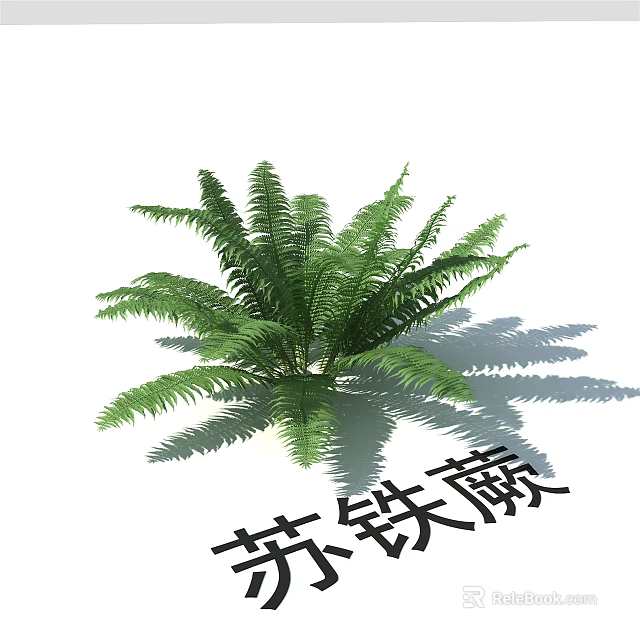 Cycas Fern Plant With Lush Green Fronds And Natural Shadow 3d model 