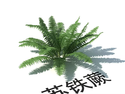 Cycas Fern Plant With Lush Green Fronds And Natural Shadow 3d model