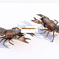 Two Freshwater Brown Crayfish Crawling On White Background In Natural Pose