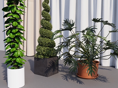 Bonsai Indoor Green Plant Indoor Flowers Potted Plant Indoor Plant 3d model