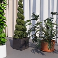 Bonsai Bonsai Indoor Green Plant Indoor Flowers Potted Plant Indoor Plant 3d model