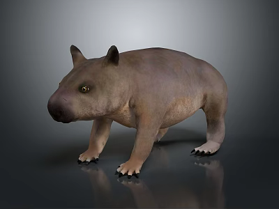 Realistic 3D Wombat Model With Brown Fur Stocky Body And Short Legs 3d model