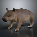 Realistic 3D Wombat Model With Brown Fur Stocky Body And Short Legs