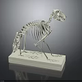 Animal Skeleton Anatomical Model on White Base with Detailed Bone Structure