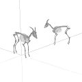 Two Animal Skeleton Models With Detailed Bone Structure On White Background