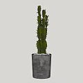 Cactus Bonsai Potted Plant in Gray Pot with White Pebbles Decoration