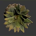 Fresh Ripe Pineapple With Green Leafy Top On Black Surface With Reflection