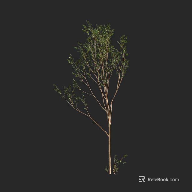 Arbor Tree With Slender Trunk And Green Foliage In Natural Shape 3d model