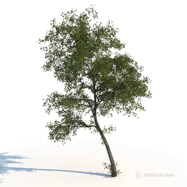 Tall Slender Trunk Arbor with Lush Green Foliage Against White Background 3d model 