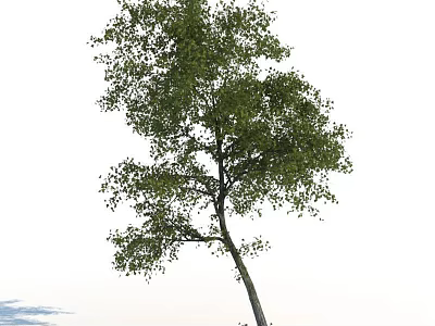 Tall Slender Trunk Arbor with Lush Green Foliage Against White Background 3d model