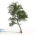 Tall Slender Trunk Arbor with Lush Green Foliage Against White Background