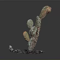Artistic Colorful Cactus Plant With Multiple Branches And Decorative Stones Base
