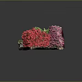 Fresh Red and Purple Radishes With Green Leaves In Wooden Tray