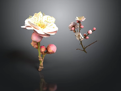 Plum Blossom Plant With White Flowers Pink Buds And Branches 3d model