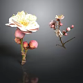 Plum Blossom Plant With White Flowers Pink Buds And Branches