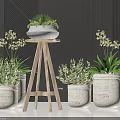 Bonsai Potted Plants With Ceramic Pots On Wooden Stand And Fresh Green Leaves