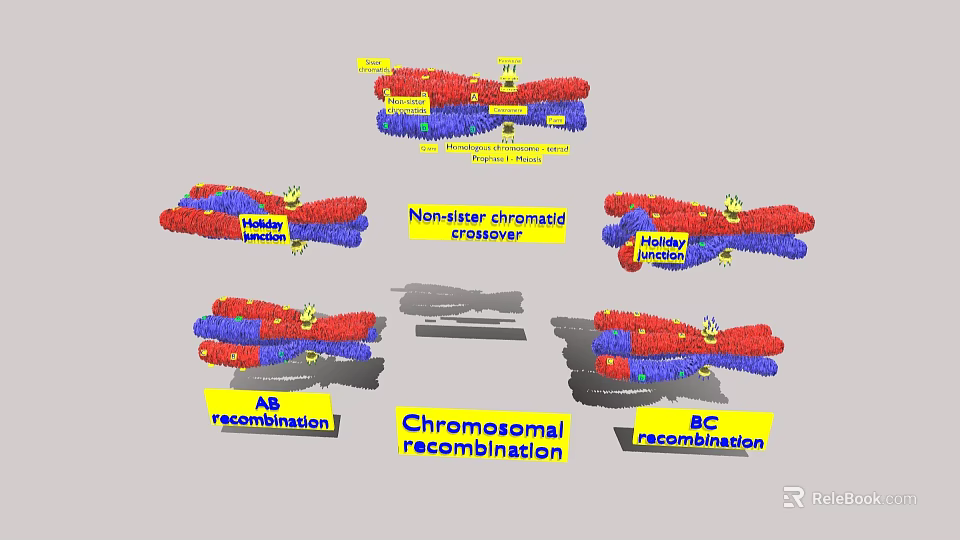 Medical Laboratory Device for Chromosomal Recombination Analysis with Homologous and Nonhomologous Chromosome 3d model 