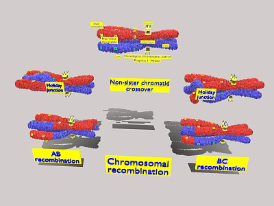 Medical Laboratory Device for Chromosomal Recombination Analysis with Homologous and Nonhomologous Chromosome 3d model